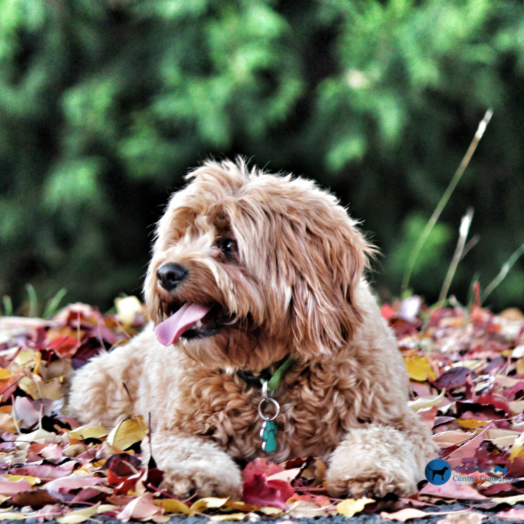 Cavapoo Dog Breed - Collective Canine Consulting, Canada